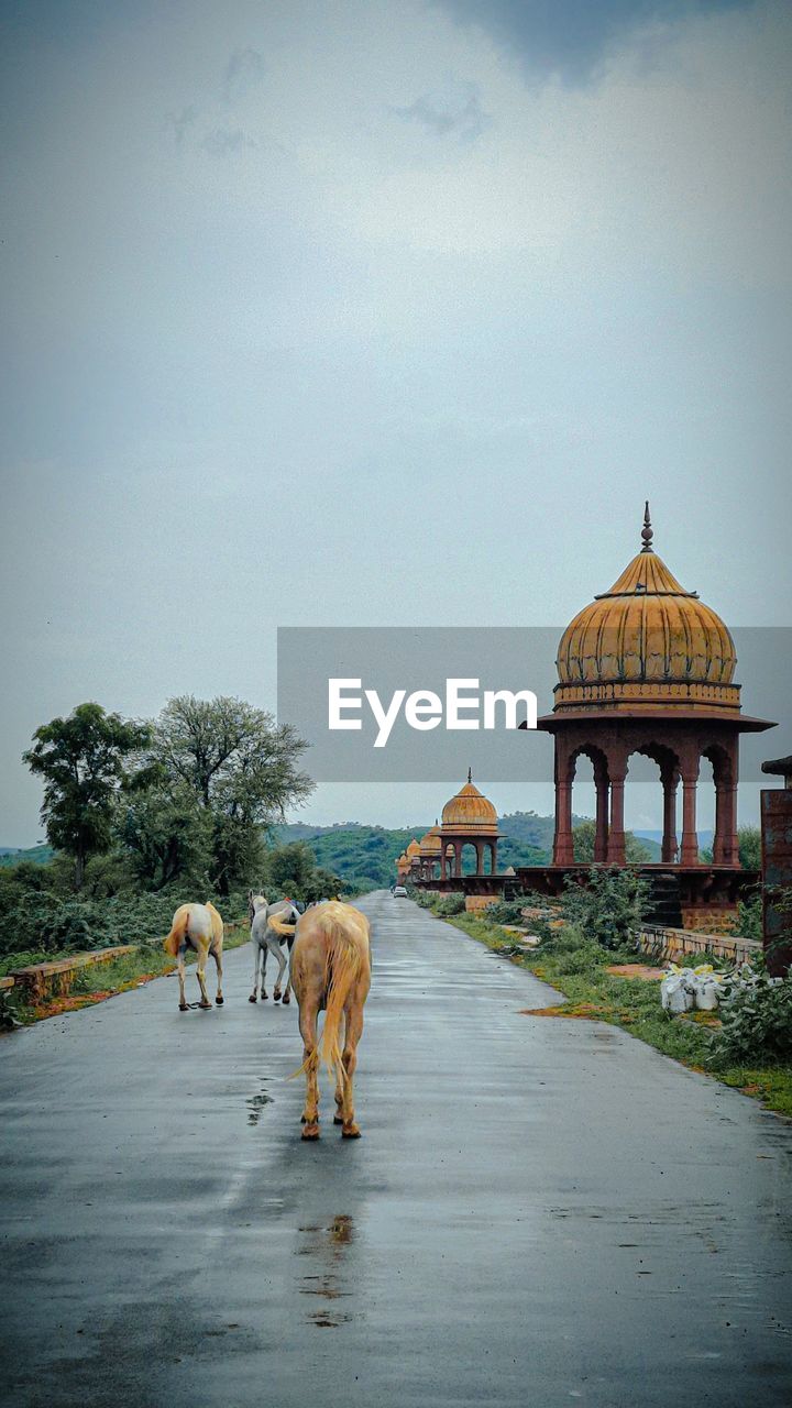 Horses roaming and grazing around a road of old city with royal monuments besides the road 