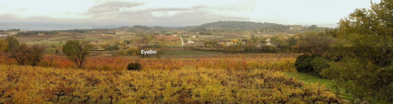 Panoramic view of trees during autumn