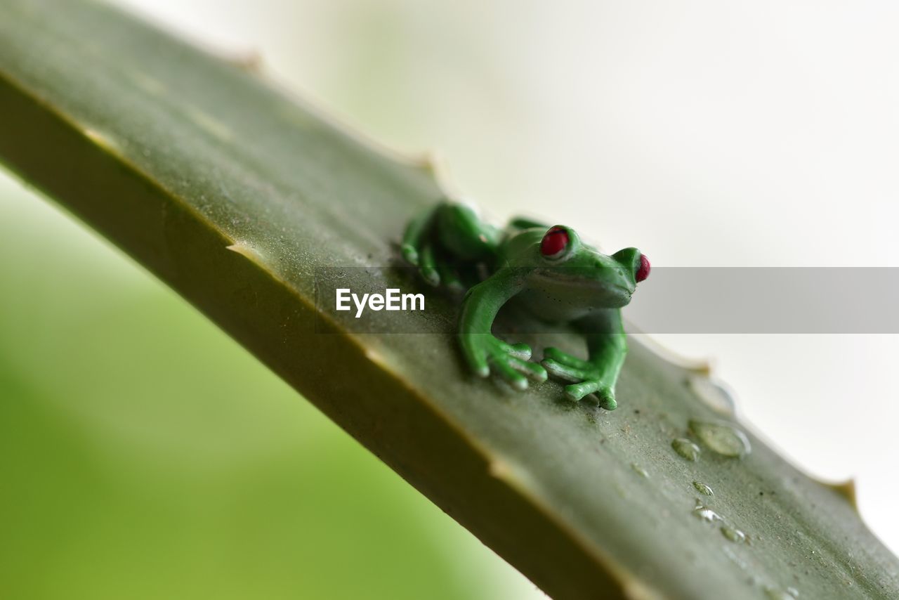 CLOSE-UP OF FROG ON PLANT