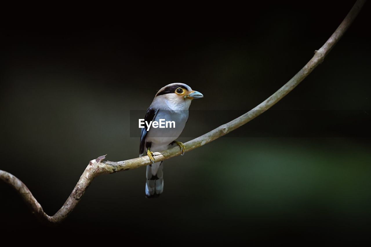 Close-up of bird perching on branch