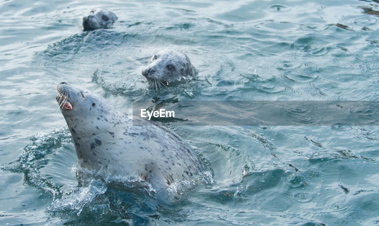 Seals swimming in sea