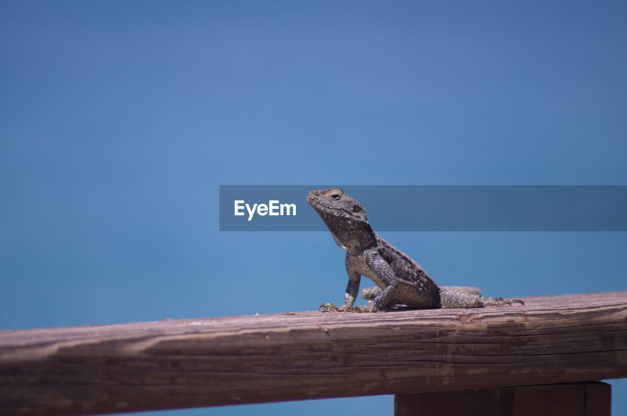 LOW ANGLE VIEW OF LIZARD AGAINST CLEAR BLUE SKY