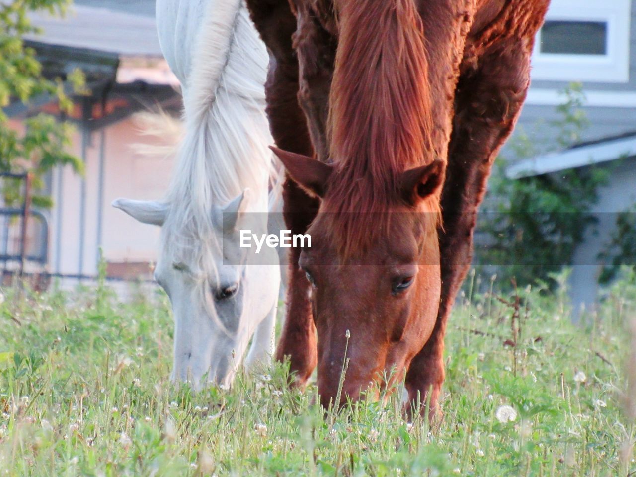 HORSE STANDING ON FIELD