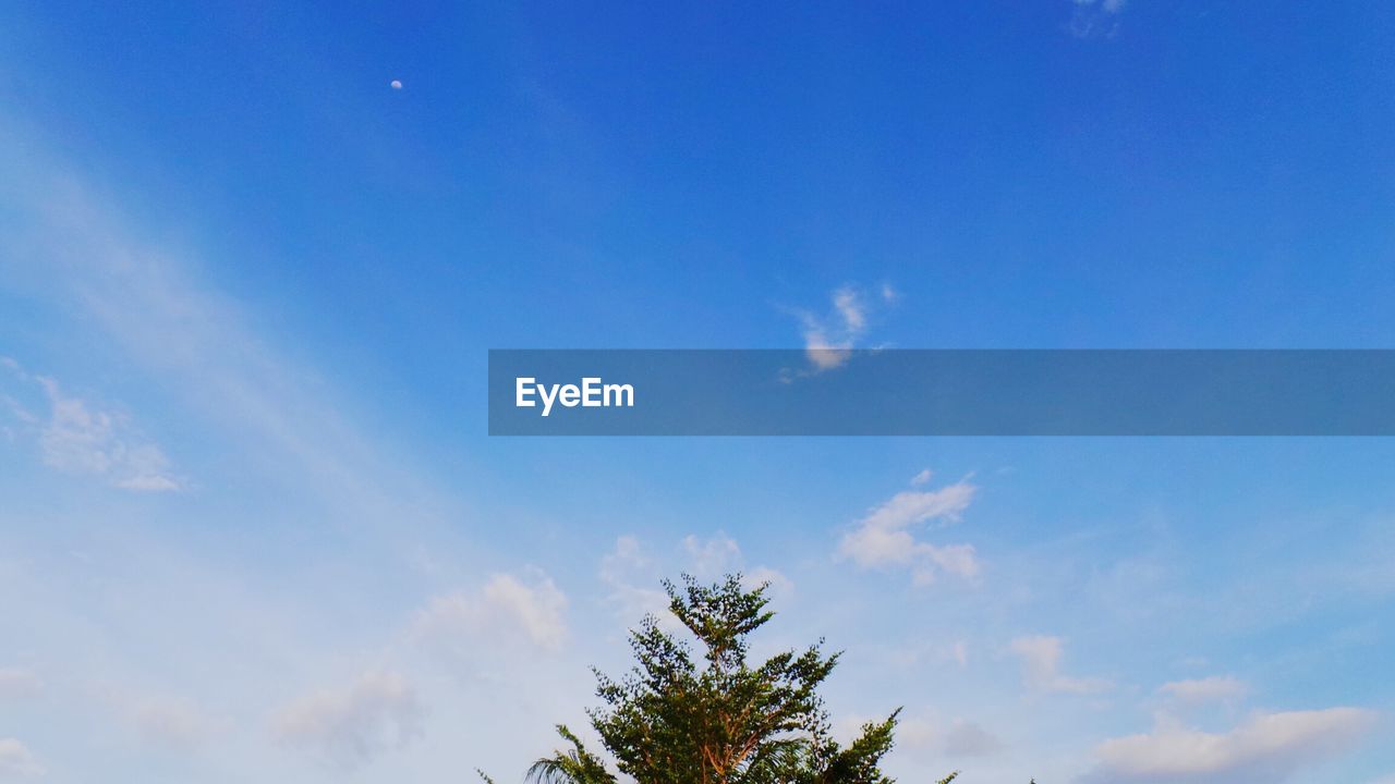 Low angle view of tree against cloudy sky