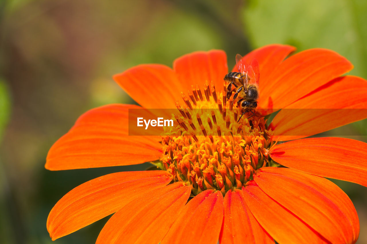 CLOSE-UP OF ORANGE FLOWER