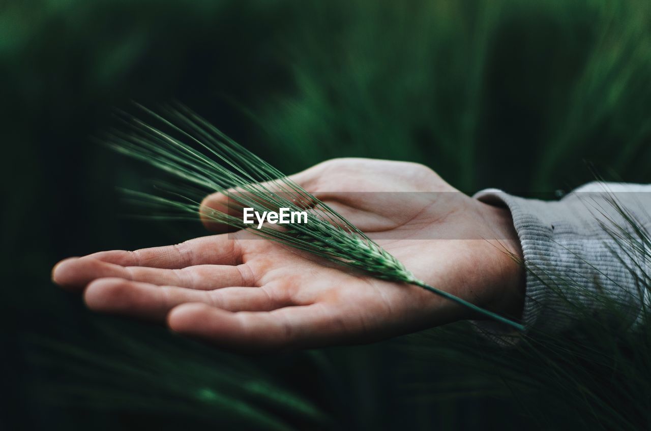 Close-up of cropped hand with wheat