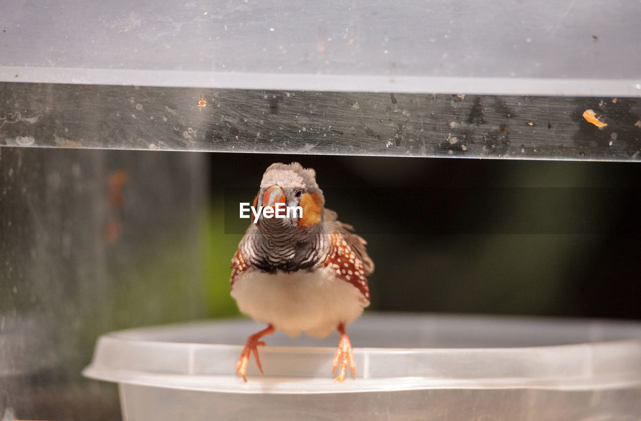 Zebra finch taeniopygia guttata perches on a bird bath filled with water.