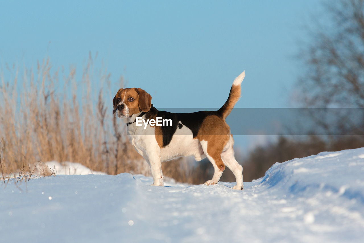 VIEW OF DOG ON SNOW