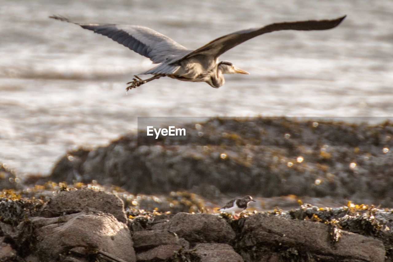Heron flying over rocks