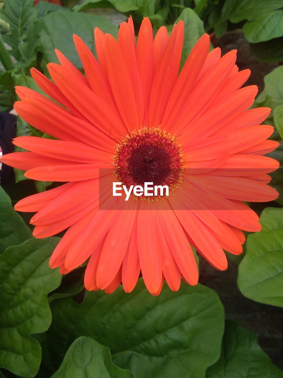 CLOSE-UP OF RED FLOWER WITH GREEN LEAF