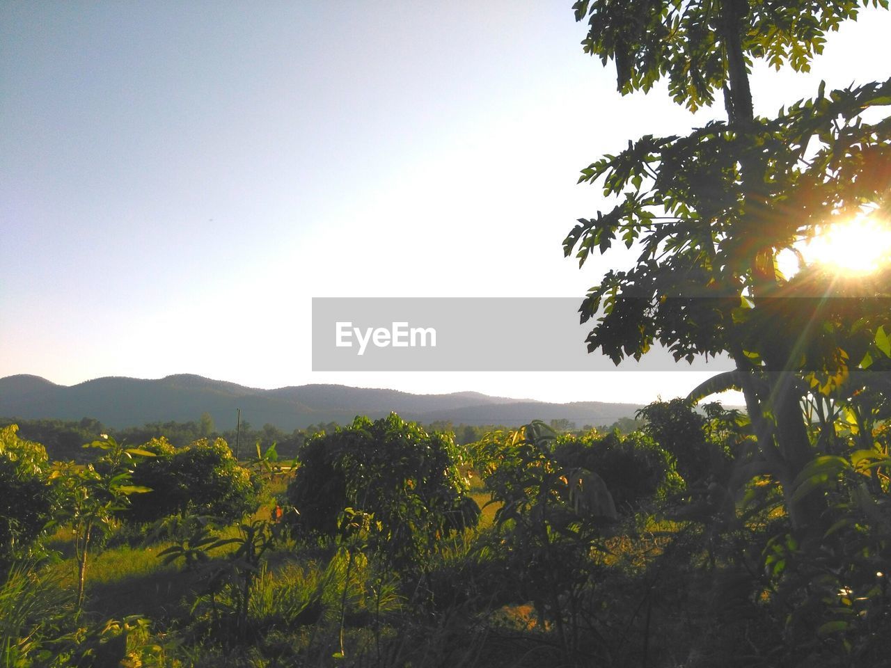 Scenic view of agricultural field against sky at sunset