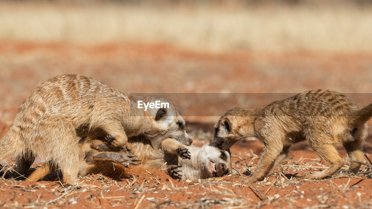 Meerkats playing on field 