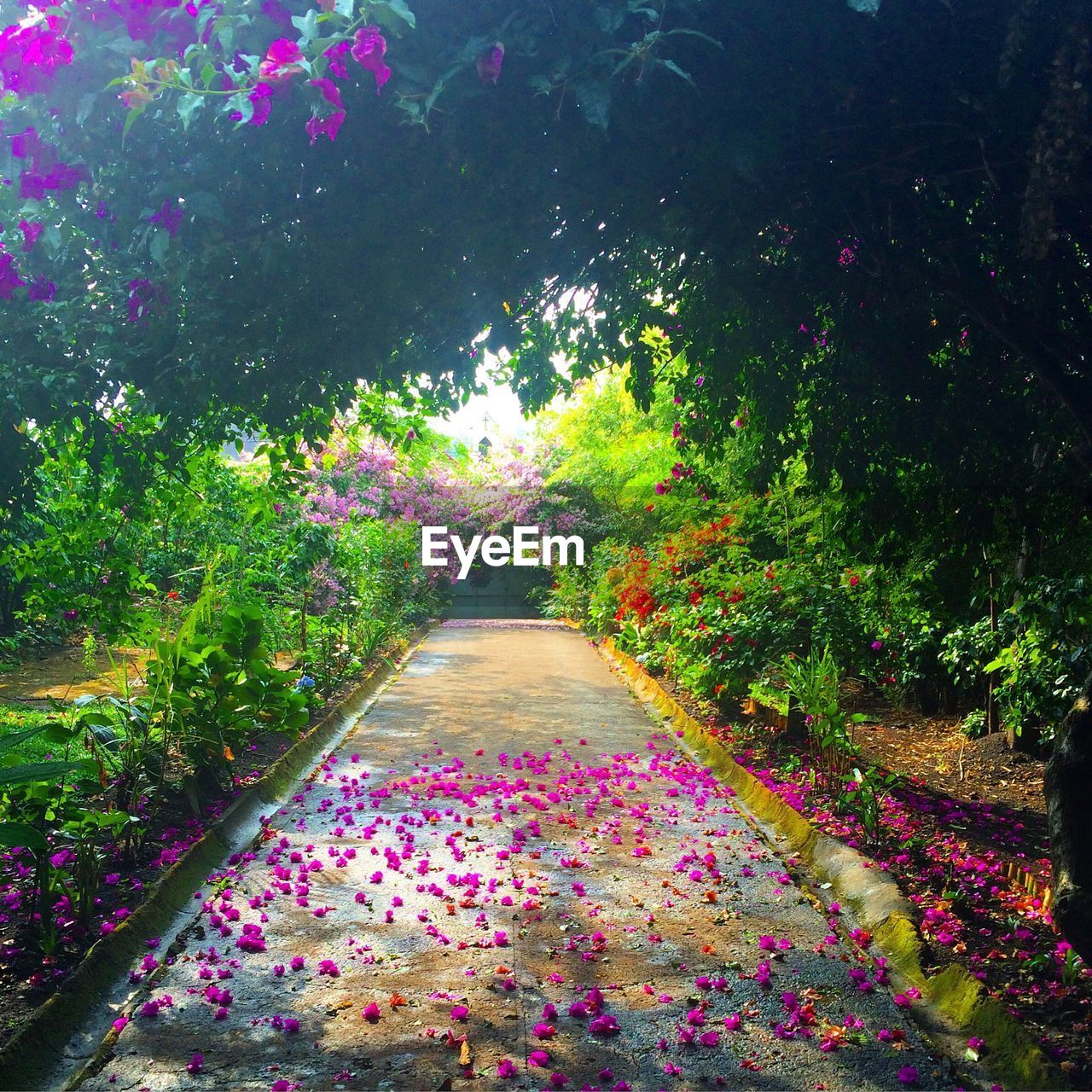 Purple flowers on alley