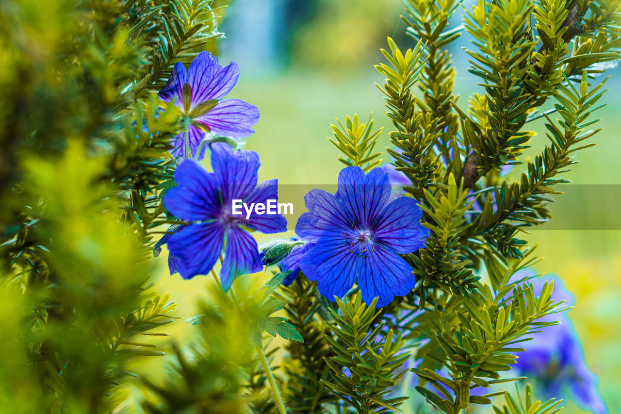 CLOSE-UP OF BLUE FLOWERING PLANTS