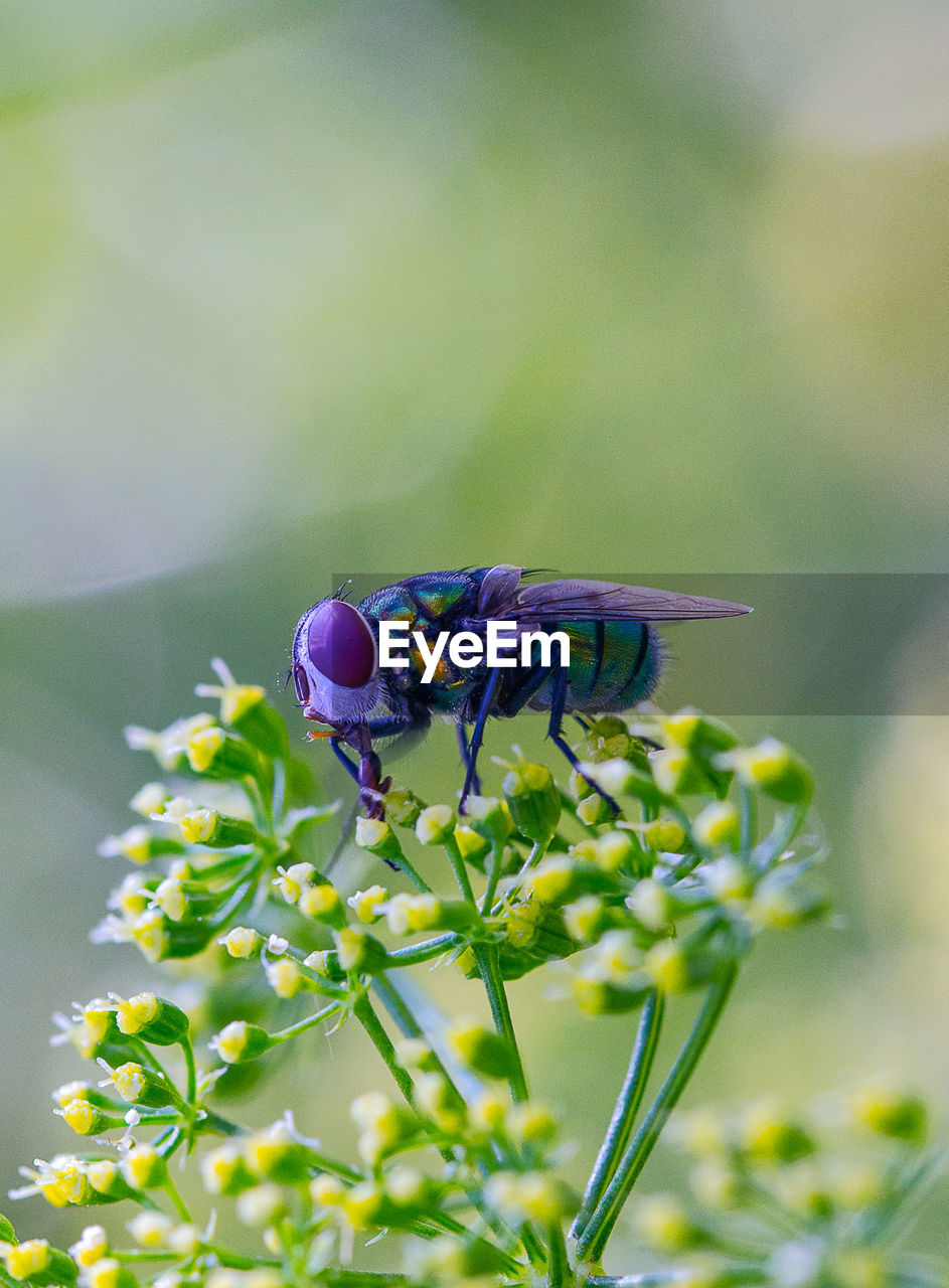 Close-up of insect on flower