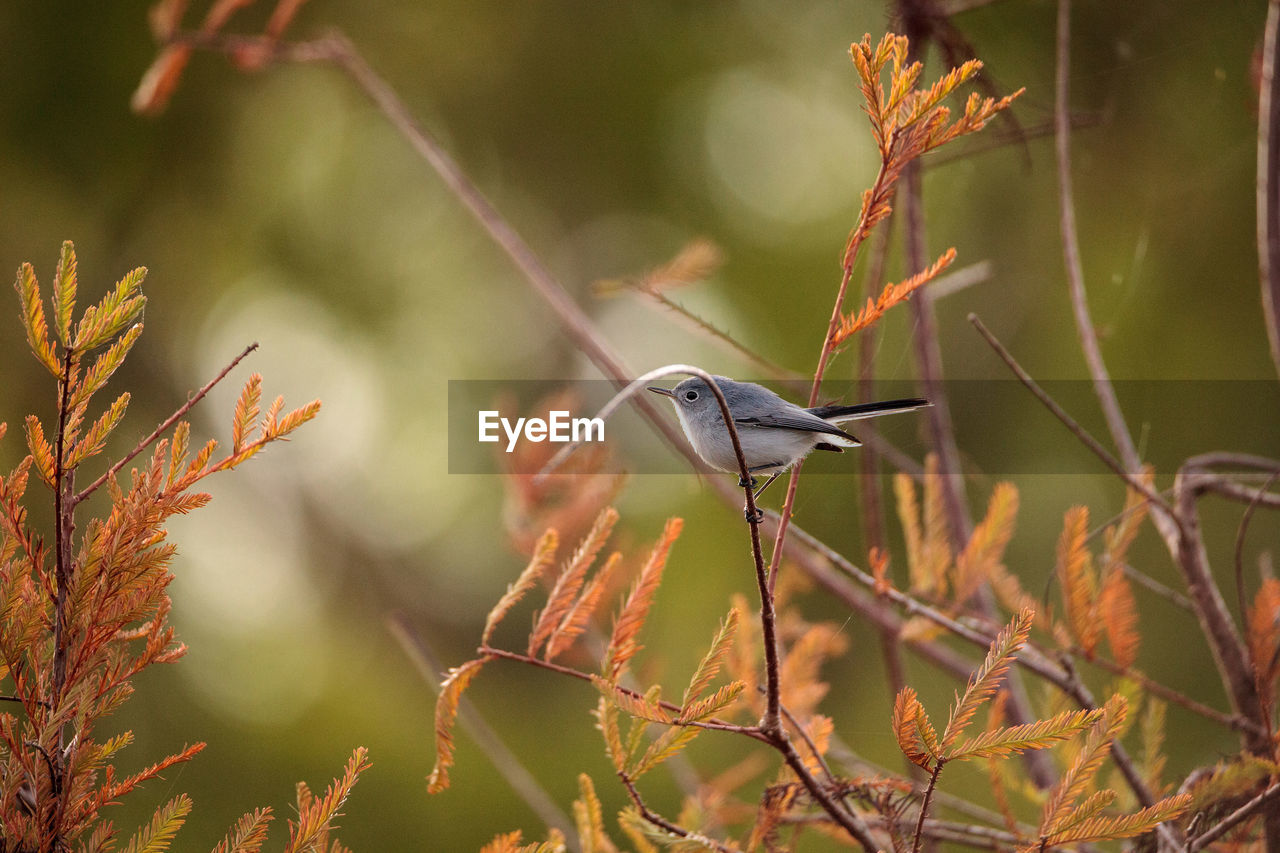 CLOSE-UP OF BIRD PERCHING ON TREE AGAINST PLANTS