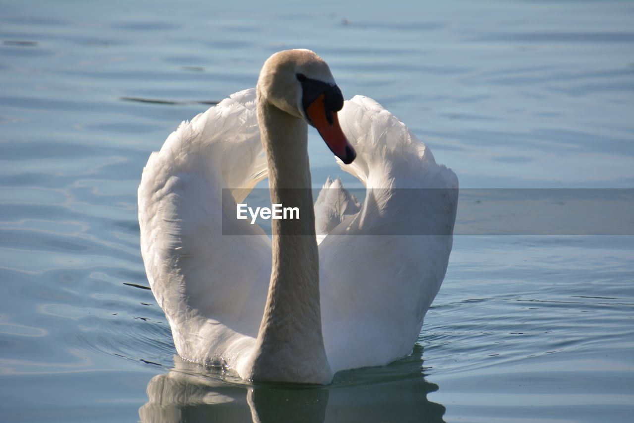 SWAN SWIMMING ON LAKE