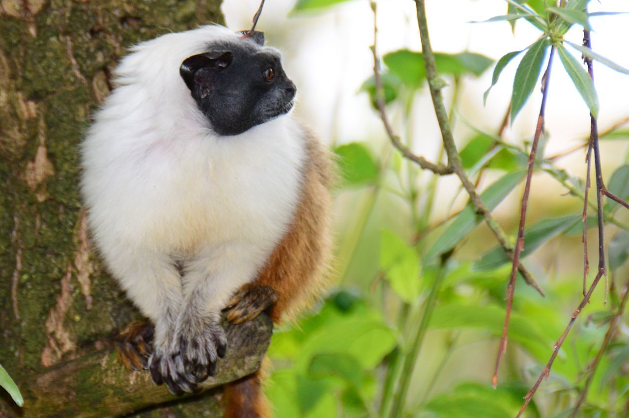 Close-up of cotton-top tamarin on tree