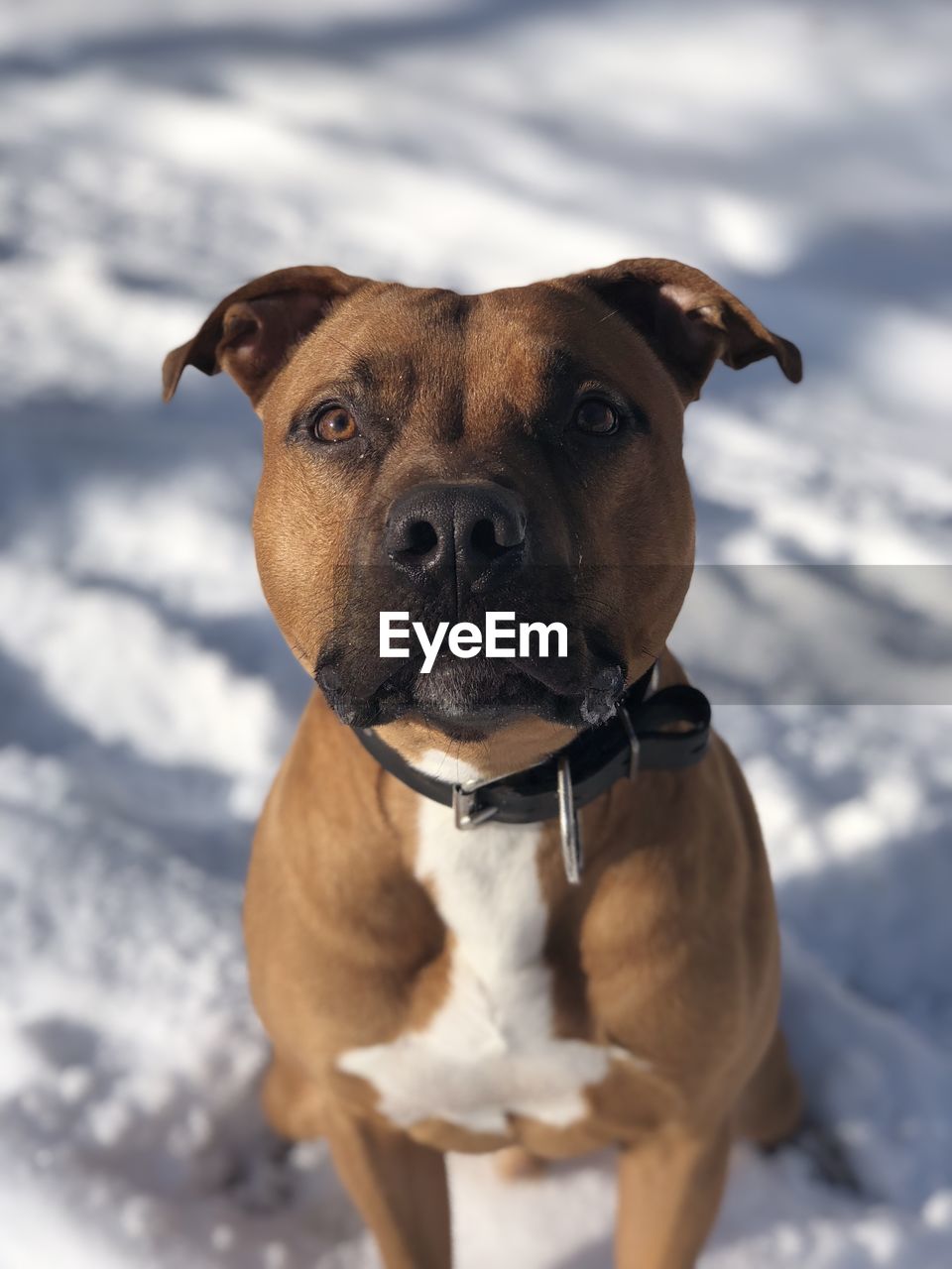 Portrait of dog in snow