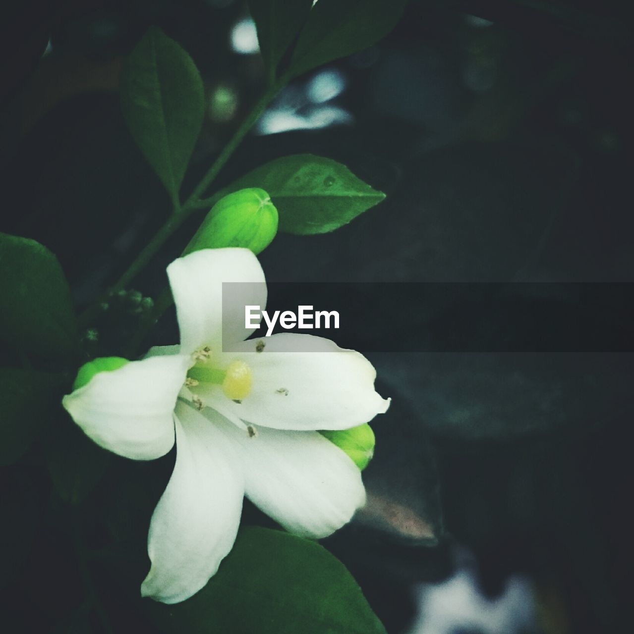 Close-up of white flower