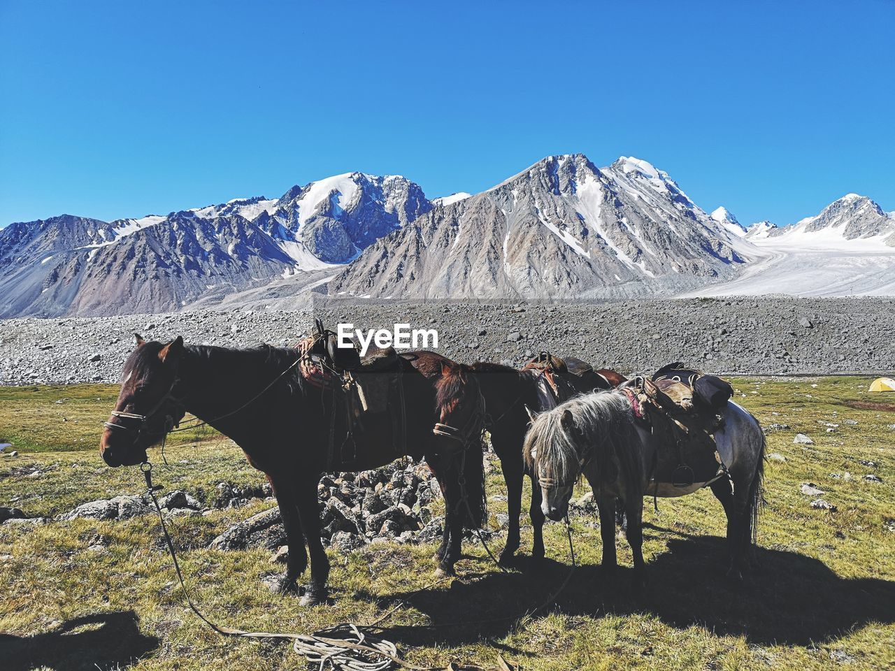 View of two horses on mountain