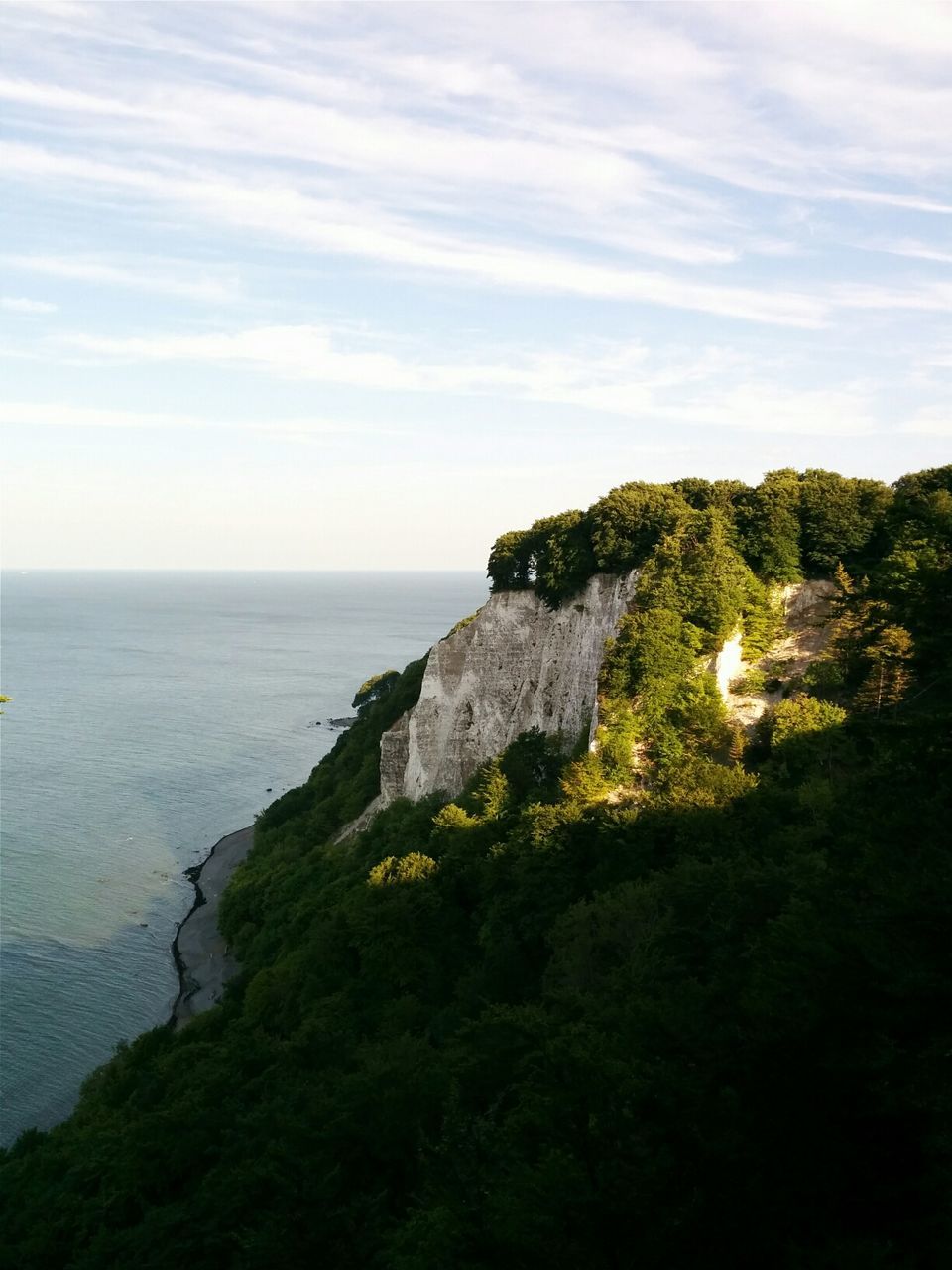 Trees on a cliff