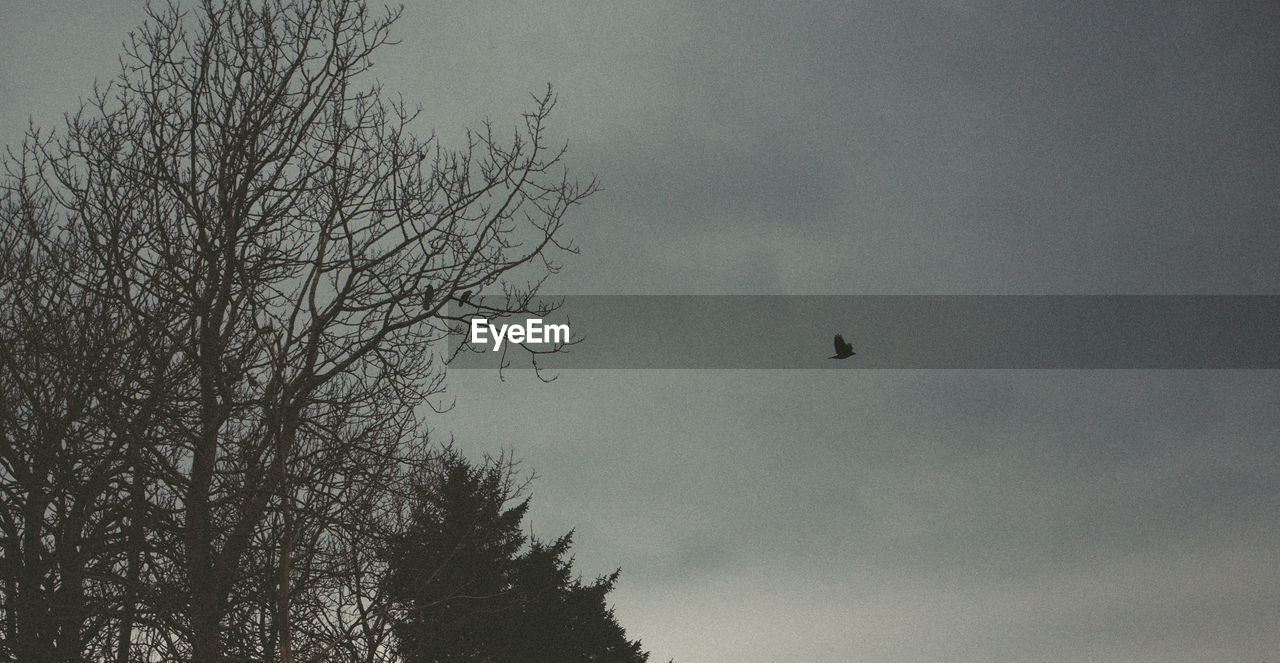 SILHOUETTE OF BIRD FLYING AGAINST SKY