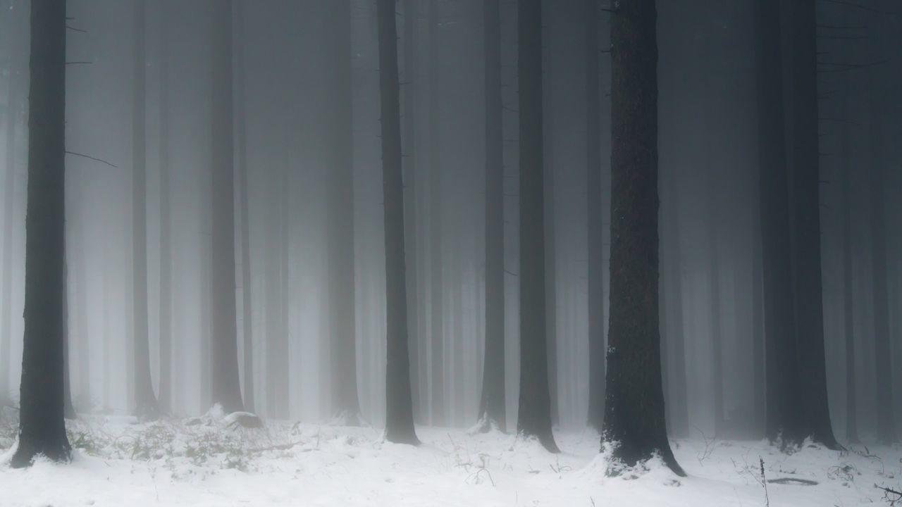 Forest in fog