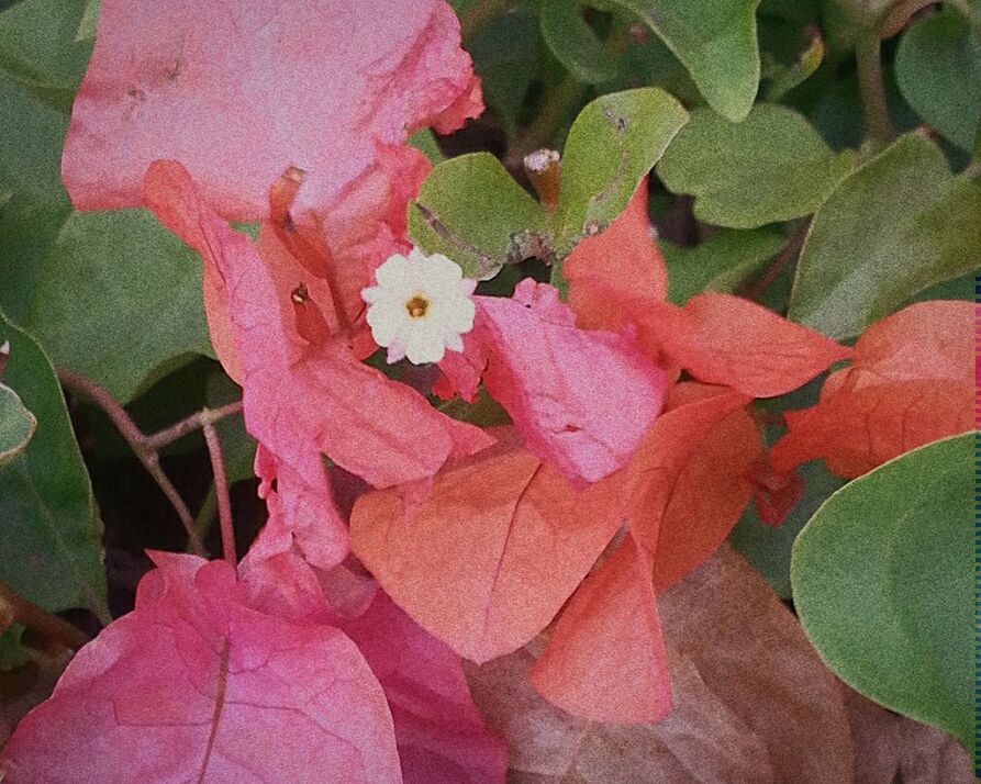 CLOSE-UP OF PINK FLOWERS