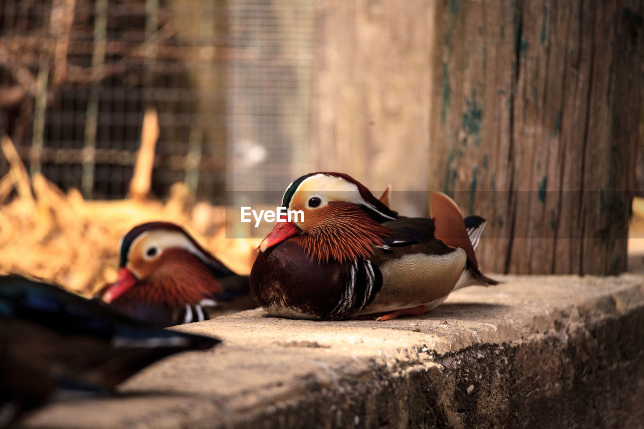 CLOSE-UP OF DUCKS