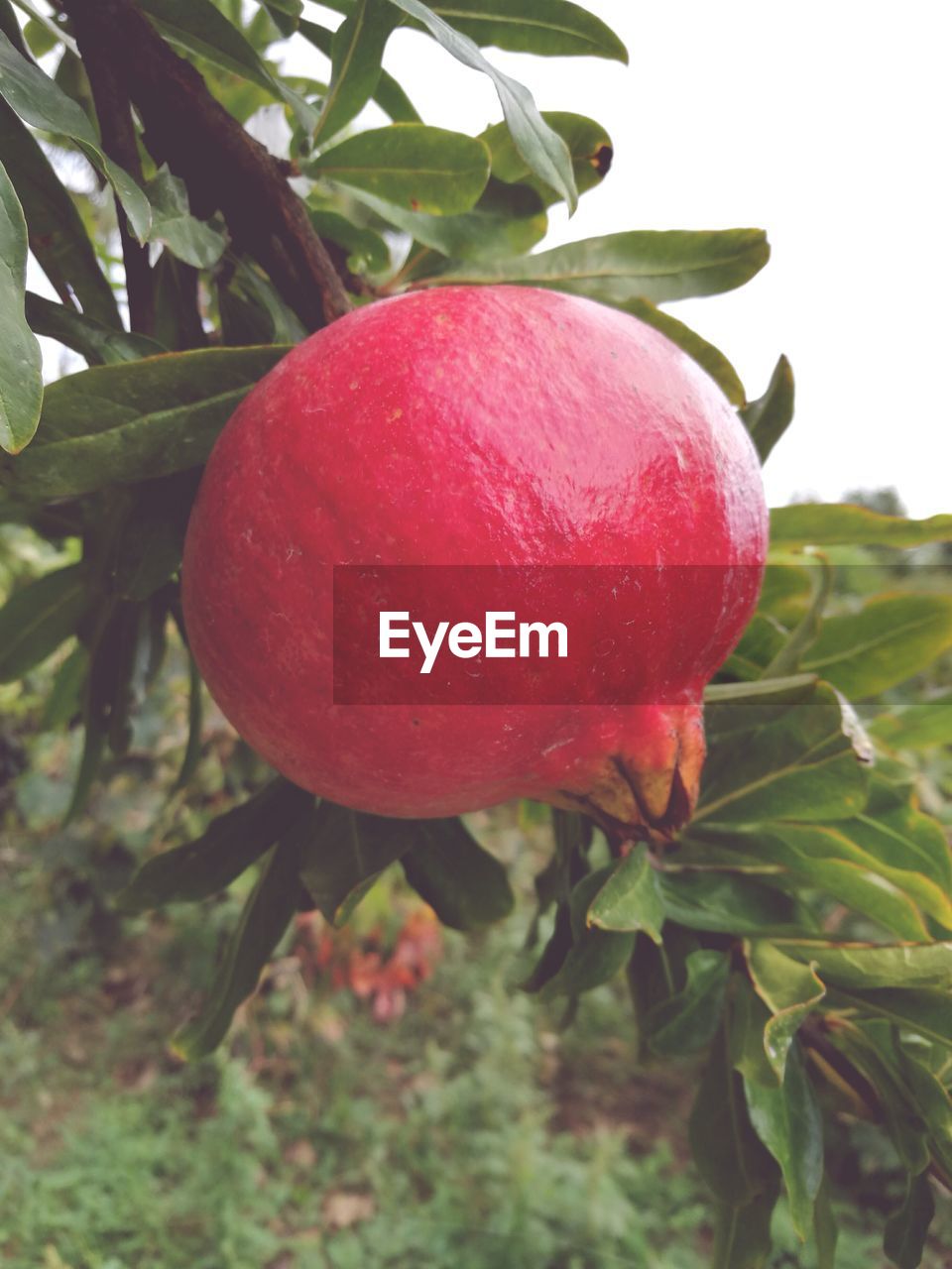 CLOSE-UP OF FRUIT GROWING ON PLANT