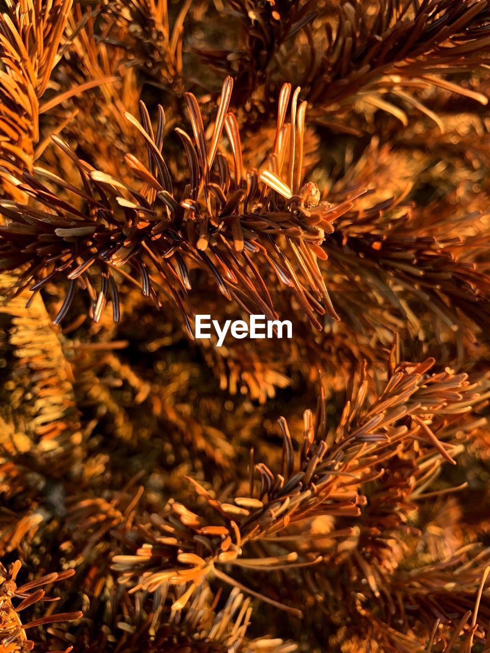 Close-up of pine tree