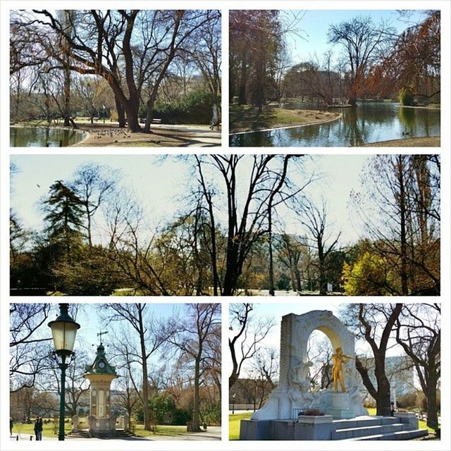 BARE TREES IN WATER