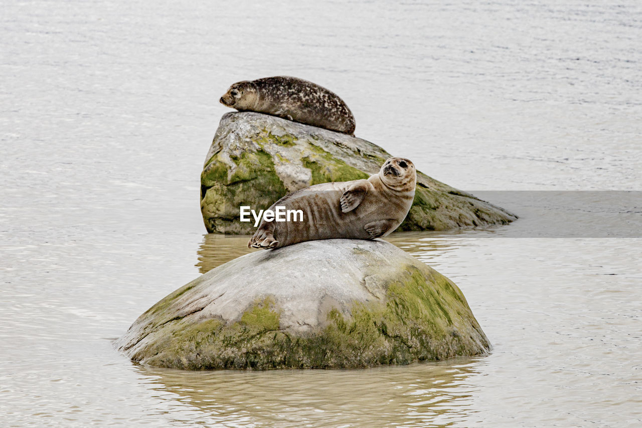 Chilling seals at krossfjorden, svalbard