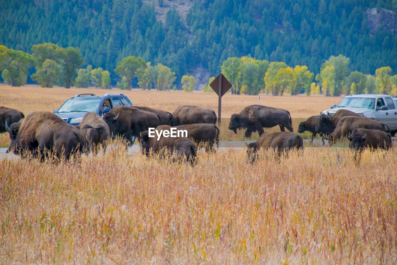 Animals on countryside landscape