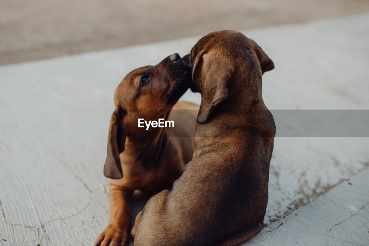 Adorable brown german hound puppies sitting together on street and licking muzzle of each other