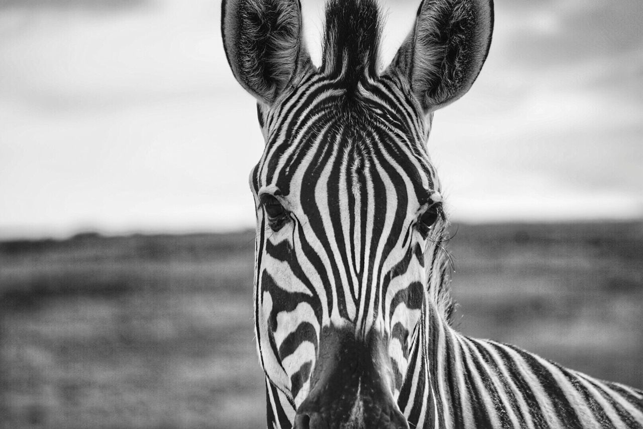 Close-up portrait of zebra