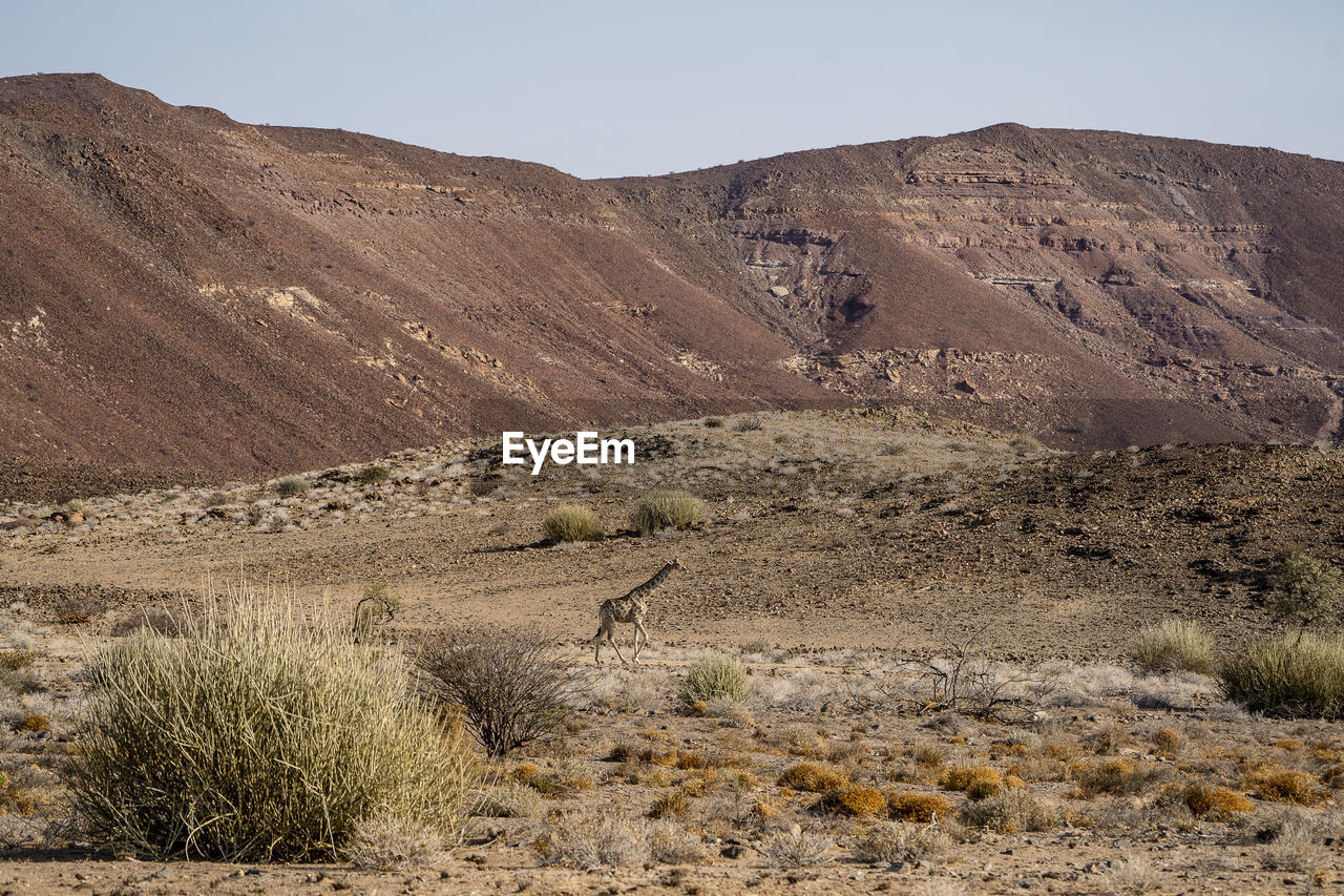 A giraffe walks in an arid landscape with rocky hills