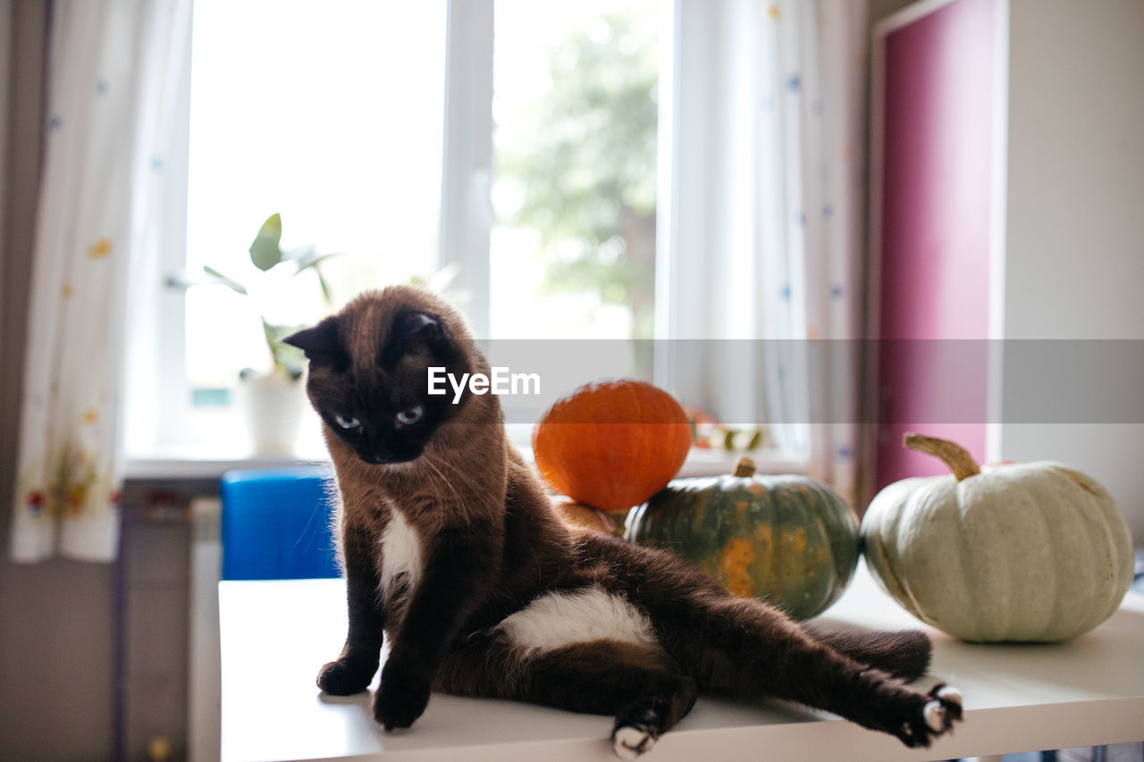 Siamese cat and pumpkins on a white table