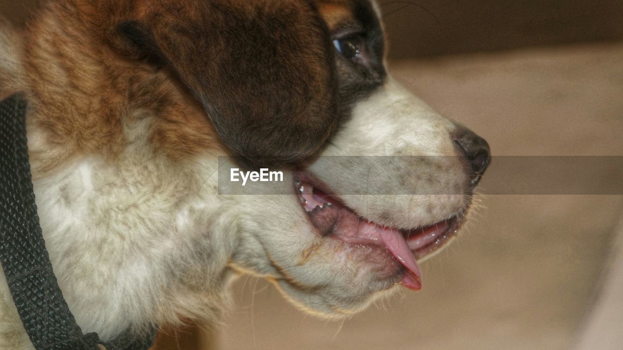 Close-up of st bernard at home