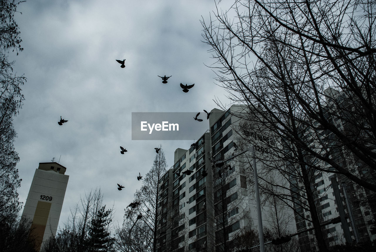 LOW ANGLE VIEW OF BIRDS FLYING IN SKY