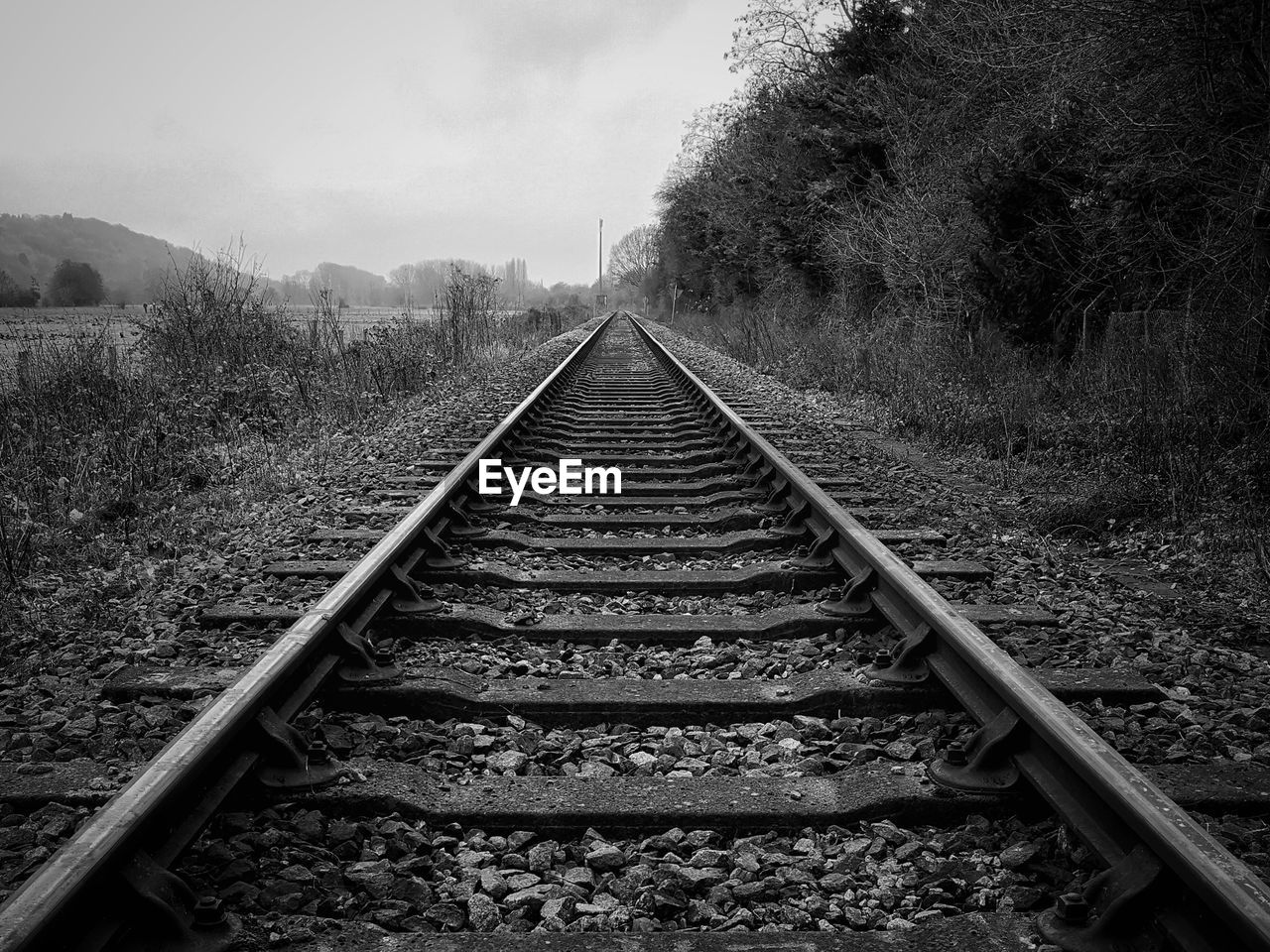 RAILROAD TRACKS ALONG TREES AND PLANTS