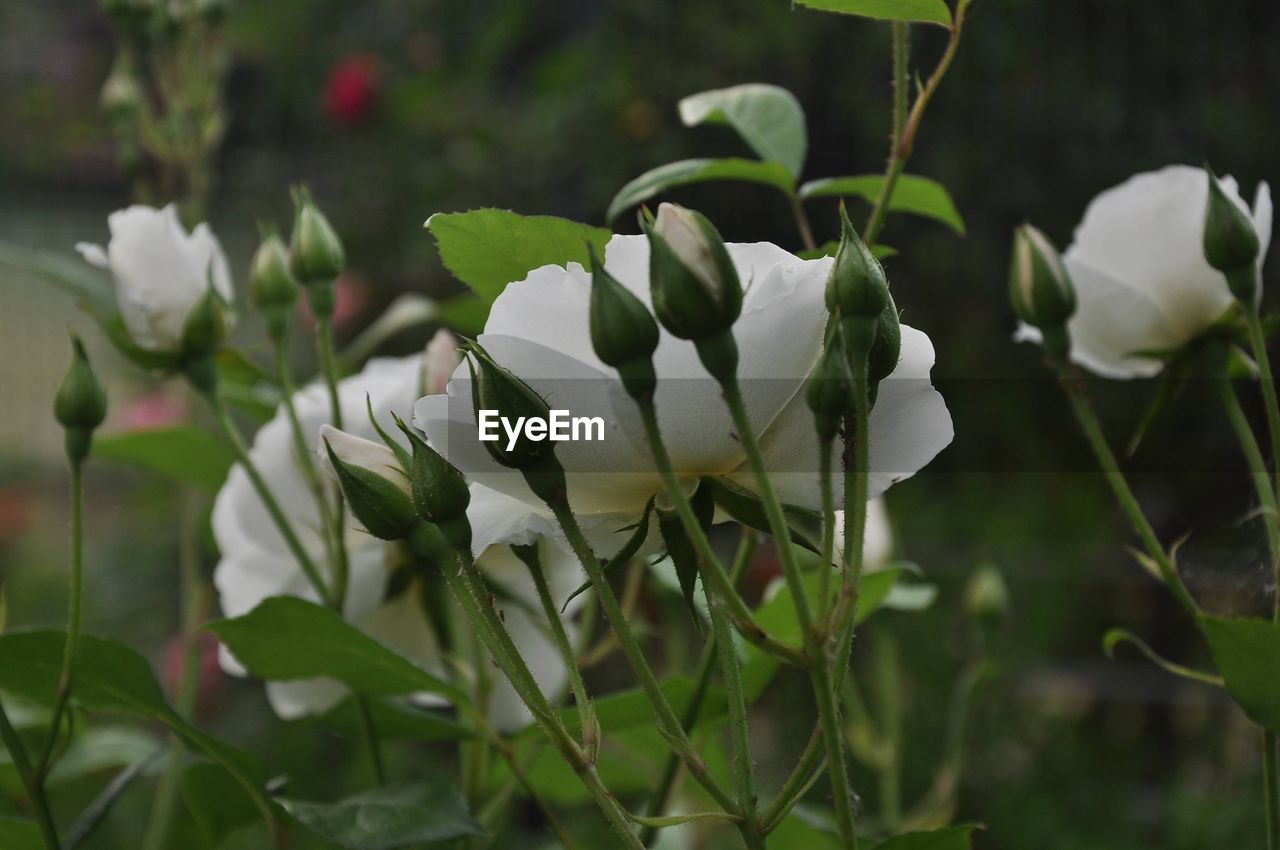 plant, flower, flowering plant, beauty in nature, freshness, growth, close-up, nature, white, plant part, leaf, petal, fragility, no people, focus on foreground, flower head, green, inflorescence, outdoors, springtime, botany, day