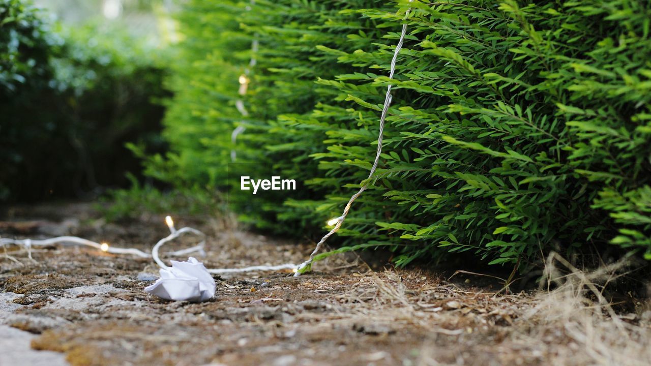 Close-up of fairy lights against plants