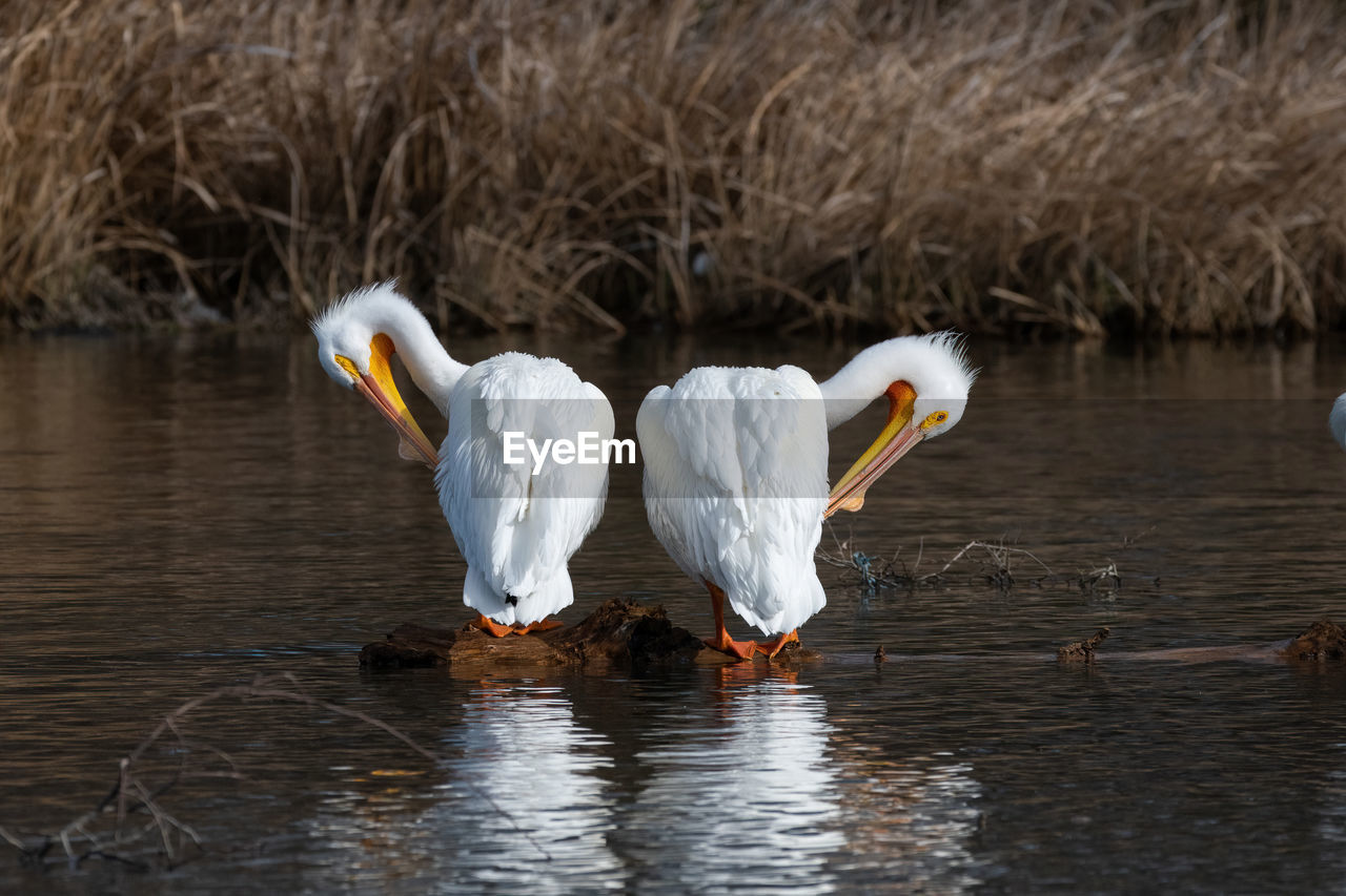 WHITE SWAN ON LAKE