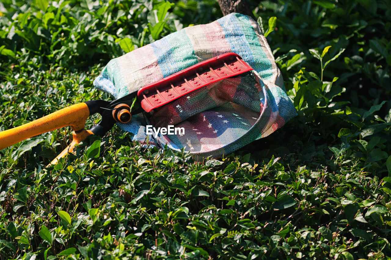 Scissors on plastic sack over tea crops