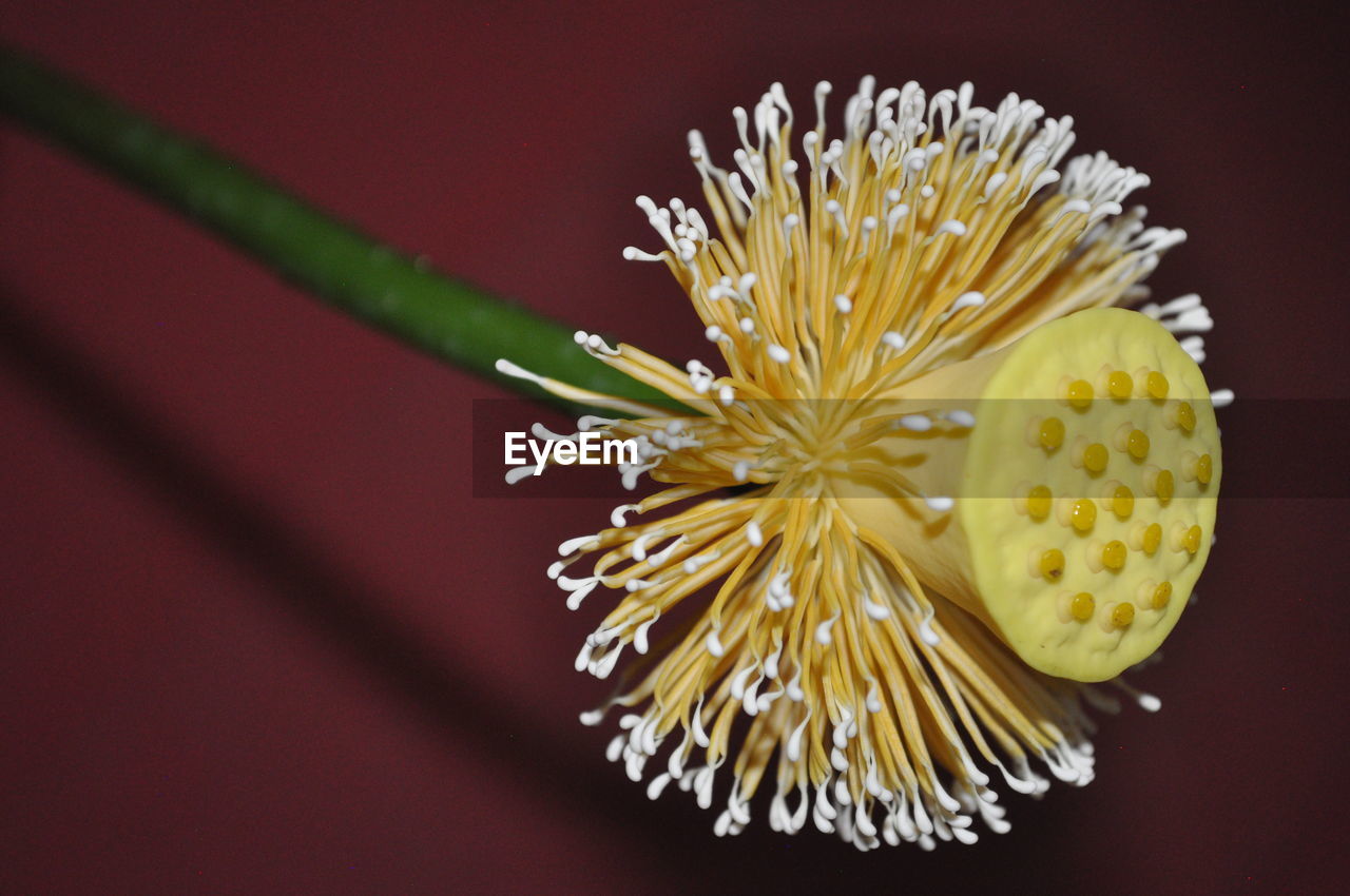 CLOSE-UP OF YELLOW FLOWERING PLANT