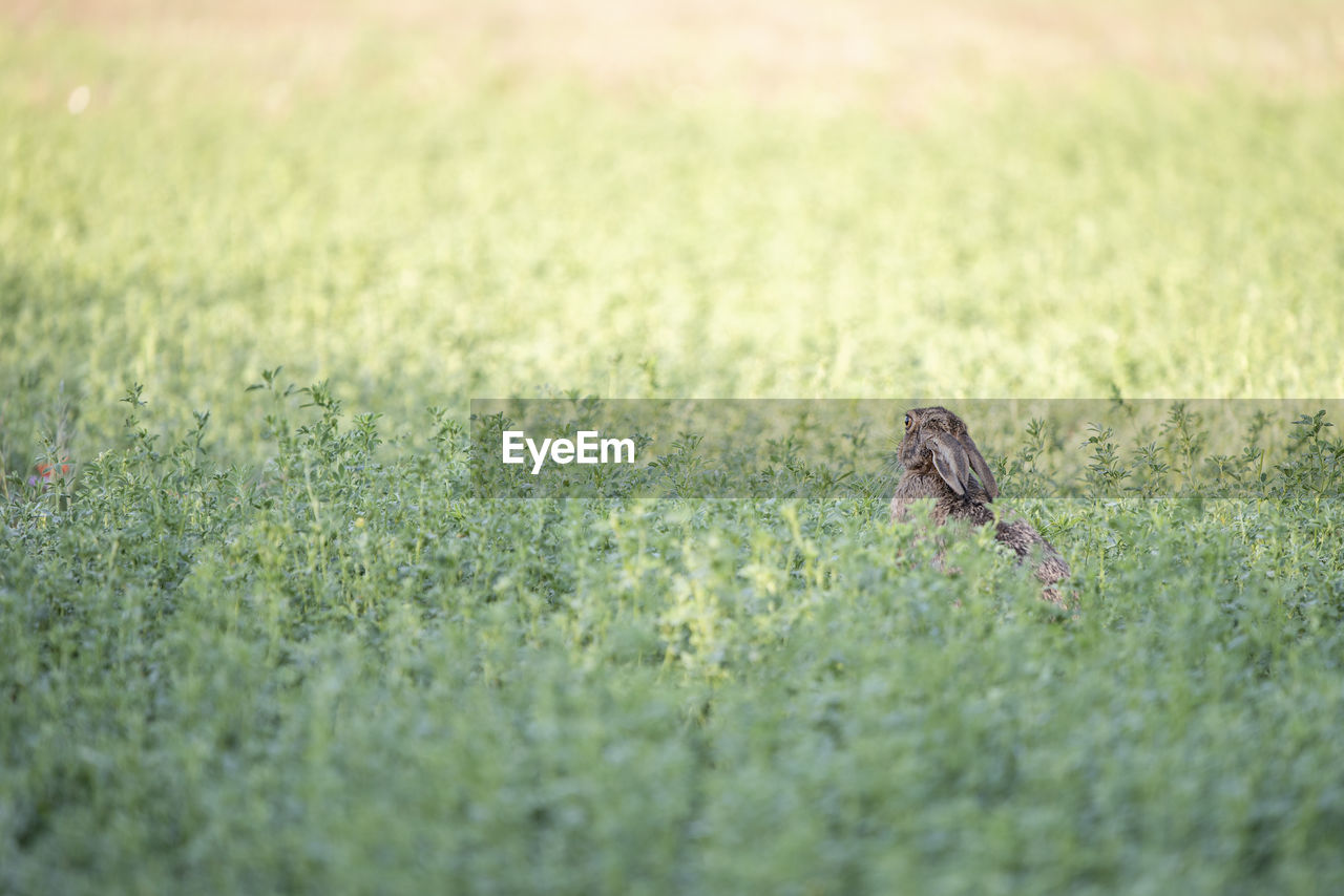 LIZARD ON A FIELD