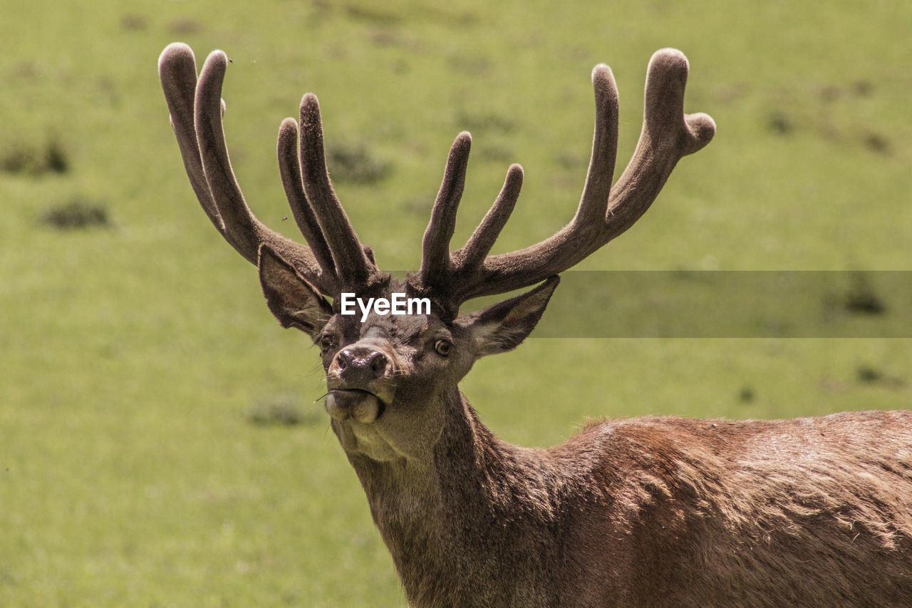 Single red deer on a green clearing. animal theme. wildlife park in warstein, germany