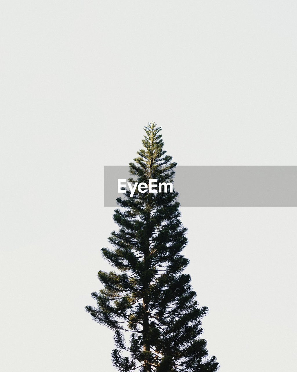 TREES AGAINST CLEAR SKY